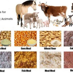 ANIMAL FEED WHOLESALE