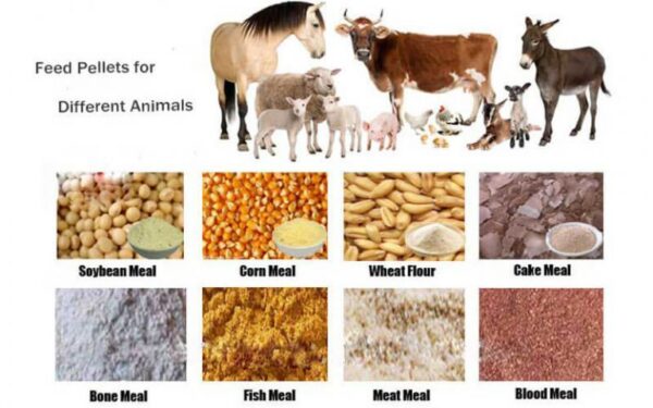 ANIMAL FEED WHOLESALE